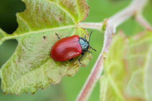 Réf. 210 953 : Chrysomela populi